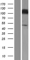 ls003631 inpp4a human over expression lysates nm 004027 wb testing 3