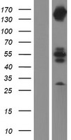 ls003636 inppl1 human over expression lysates nm 001567 wb testing 1