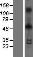 INSM1 Human Over-expression Lysates NM_002196