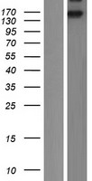 ls003643 insulin receptor insr human over expression lysates nm 000208 wb testing 2
