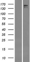 Insulin Receptor R (INSRR) Human Over-expression Lysates NM_014215