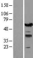 ls003663 irf5 human over expression lysates nm 002200 wb testing 1