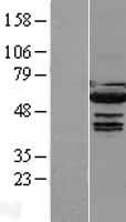 ls003663 irf5 human over expression lysates nm 032643 wb testing 2