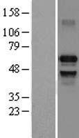 ls003665 irf7 human over expression lysates nm 001572 wb testing 1