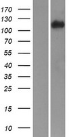 Integrin alpha 3 (ITGA3) Human Over-expression Lysates NM_005501
