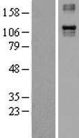 Integrin alpha 4 (ITGA4) Human Over-expression Lysates NM_000885
