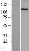Integrin alpha 9 (ITGA9) Human Over-expression Lysates NM_002207