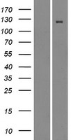 CD11d (ITGAD) Human Over-expression Lysates NM_005353