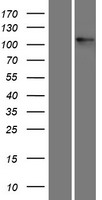 CD51 (ITGAV) Human Over-expression Lysates NM_001144999