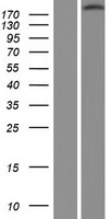 ls003691 integrin beta 4 itgb4 human over expression lysates nm 000213 wb testing 1