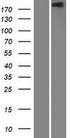 ls003691 integrin beta 4 itgb4 human over expression lysates nm 001005619 wb testing 2
