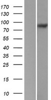 Integrin beta 5 (ITGB5) Human Over-expression Lysates NM_002213