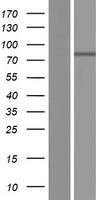 ls003697 itih1 human over expression lysates nm 001166434 wb testing 1