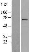 ls003702 itk human over expression lysates nm 005546 wb testing 1