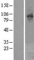 ls003703 stt3a human over expression lysates nm 152713 wb testing 1