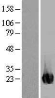 ls003704 inosine triphosphate pyrophosphatase itpa human over expression lysates nm 033453 wb testing 1