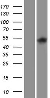 ITPKA Human Over-expression Lysates NM_002220