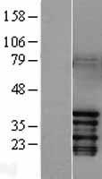 ls003725 c jun jun human over expression lysates nm 002228 wb testing 1