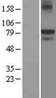 ls003730 kal1 anos1 human over expression lysates nm 000216 wb testing 1