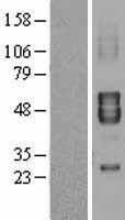 ls003743 kcna7 human over expression lysates nm 031886 wb testing 1