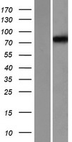 ls003748 kcnc3 human over expression lysates nm 004977 wb testing 1