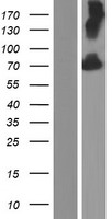 KCNC4 Human Over-expression Lysates NM_001039574
