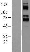 KCNC4 Human Over-expression Lysates NM_004978