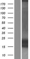 ls003753 kcne1 human over expression lysates nm 001127668 wb testing 1
