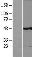 ls003755 kcng1 human over expression lysates nm 002237 wb testing 1