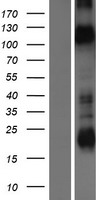 ls003756 kcnh1 human over expression lysates nm 002238 wb testing 2
