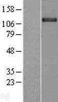 ls003756 kcnh1 human over expression lysates nm 172362 wb testing 1