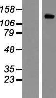KCNH2 Human Over-expression Lysates NM_000238