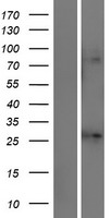 ls003758 kcnj1 human over expression lysates nm 000220 wb testing 1
