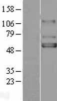 GIRK1 (KCNJ3) Human Over-expression Lysates NM_002239