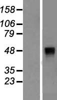 ls003761 kir2