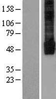 ls003761 kir2