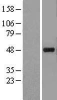 ls003762 kcnj5 human over expression lysates nm 000890 wb testing 1