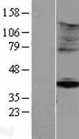 ls003773 kir5