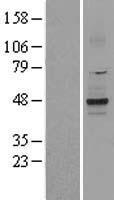 ls003776 kcnk2 human over expression lysates nm 001017424 wb testing 1