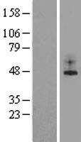 ls003776 kcnk2 human over expression lysates nm 014217 wb testing 2