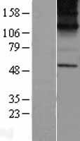 KCNN1 Human Over-expression Lysates NM_002248