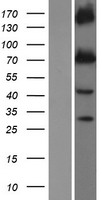 ls003784 kcnq1 human over expression lysates nm 000218 wb testing 1