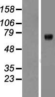 ls003784 kcnq1 human over expression lysates nm 181798 wb testing 2