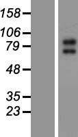 KCNQ2 Human Over-expression Lysates NM_172107