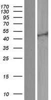 KCNQ2 Human Over-expression Lysates NM_172109