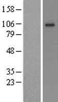 KCNQ3 Human Over-expression Lysates NM_004519