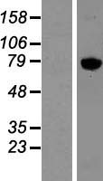ls003796 kinesin heavy chain 2 kif2a human over expression lysates nm 004520 wb testing 1