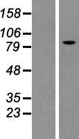 ls003797 kif3c human over expression lysates nm 002254 wb testing 1