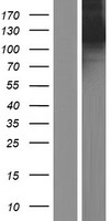 Kinesin 5A (KIF5A) Human Over-expression Lysates NM_004984