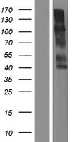 KIR2DL1 Human Over-expression Lysates NM_014218